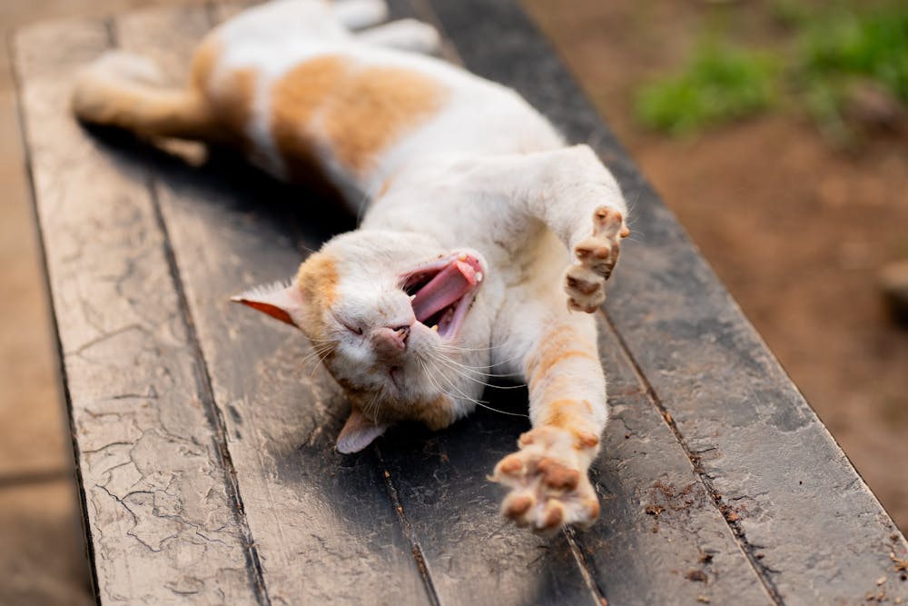 Cat Stretching and Yawning