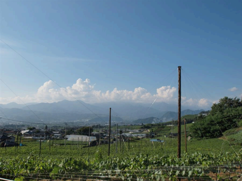 山梨縣甲府盆地的葡萄園