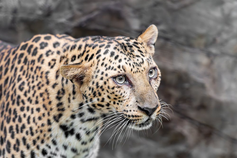 Close-up of a Leopard's Intense Gaze in the Wild