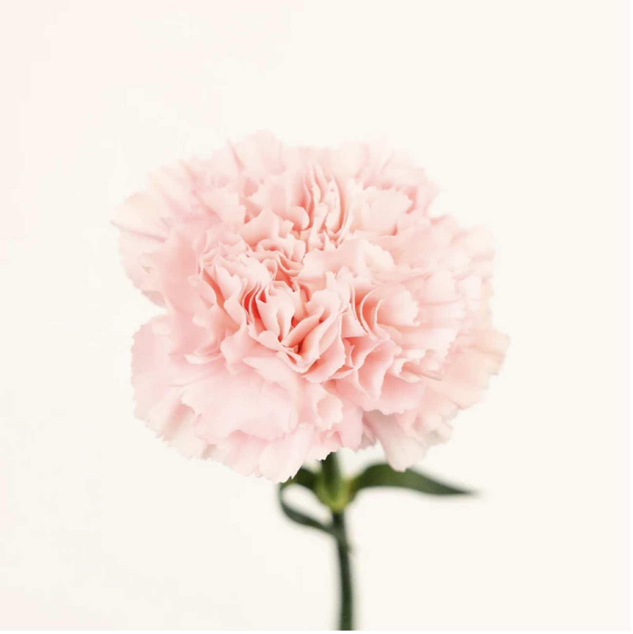 Single Pink Carnation Flower