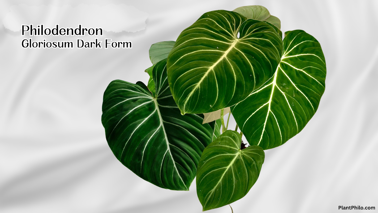 Philodendron Gloriosum Dark Form