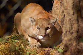 Wildlife encounters: Mountain lion 