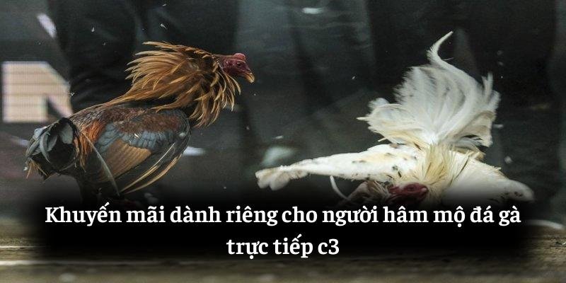 Khuyến mãi dành riêng cho người hâm mộ đá gà trực tiếp c3