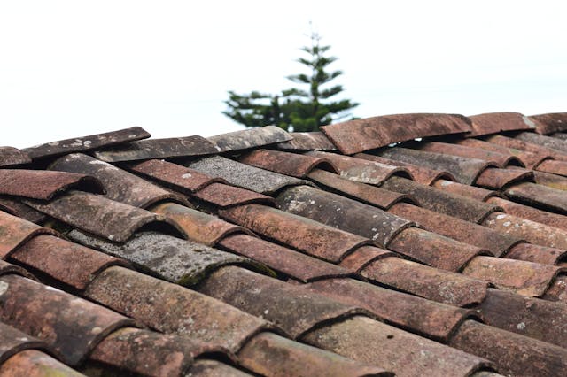 Shingled roof top