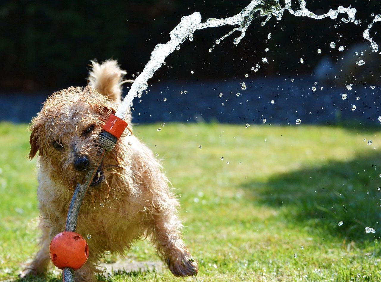 terrier attacking a hose