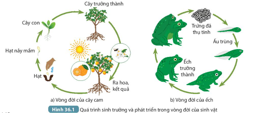 BÀI 36. KHÁI QUÁT VỀ SINH TRƯỞNG VÀ PHÁT TRIỂN Ở SINH VẬTMỞ ĐẦUCâu hỏi: Mỗi sinh vật từ khi hình thành, sinh ra và lớn lên đều trải qua quá trình sinh trưởng và phát triển. Vậy quá trình sinh trưởng và phát triển là gì? Các quá trình đó diễn ra như thế nào?Đáp án chuẩn:Quá trình sinh trưởng và phát triển là sinh vật có sự lớn lên và có nhiều sự thay đổi bên trong cơ thể và diễn ra trong suốt đời sống của sinh vật.I. SINH TRƯỞNG VÀ PHÁT TRIỂN Ở SINH VẬT1. Sinh trưởng, phát triển là gì?Câu 1: Phát biểu khái niệm sinh trưởng và phát triểnĐáp án chuẩn:- Sinh trưởng là sự tăng về kích thước và khối lượng của cơ thể do sự tăng lên về số lượng và kích thước tế bào, nhờ đó cơ thể lớn lên.- Phát triển bao gồm sinh trưởng, phân hóa tế bào, phát sinh hình thái cơ quan và cơ thể.Câu 2: Mô tả các dấu hiệu thể hiện sự sinh trưởng ở cây cam và con ếch. Những biến đổi nào diễn ra trong đời sống của chúng thể hiện sự phát triên?Đáp án chuẩn:- Ở cây cam: cây con → cây trưởng thành (hạt nảy mầm → cây con → cây trưởng thành, ra hoa kết quả → hạt và tiếp tục một vòng đời mới).- Ở con ếch: ếch con → ếch trưởng thành (trứng đã thụ tinh → ấu trùng và ếch trưởng thành → sinh sản → trứng ếch và tiếp tục một vòng đời mới).2. Các giai đoạn sinh trưởng và phát triển ở sinh vậtQuan sát Hình 36.1 và thực hiện các yêu cầu sau:Câu 1: Trình bày các giai đoạn sinh trưởng và phát triển của cây cam và con ếchĐáp án chuẩn:- Cây cam: Hạt nảy mầm → Cây con → Cây trưởng thành → Ra hoa, kết quả.- Con ếch: Trứng đã thụ tinh → Ấu trùng → Ếch trưởng thành.Câu 2: Sinh trưởng và phát triển của mối quan hệ với nhau như thế nào?Đáp án chuẩn:Có mối quan hệ chặt chẽ với nhau, không tách rời. Sinh trưởng giúp cơ thể lớn lên đến giai đoạn phát triển.II. MÔ PHÂN SINH VÀ CHỨC NĂNG CỦA MÔ PHÂN SINH