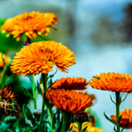 10 flowers name in Kannada