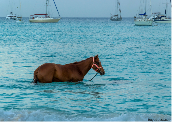 Horse’s Anatomy and Swimming Ability