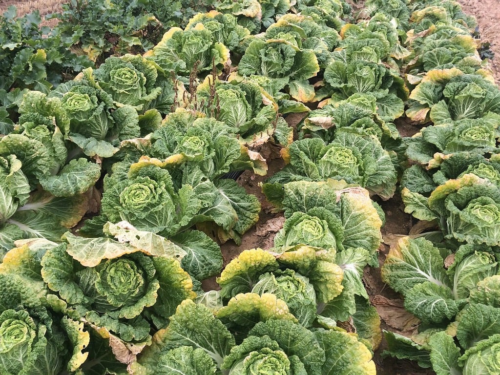 slow-release-plant-fertilizer-pods