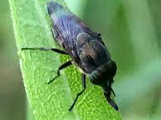 Black - flies - found - in -The - Hills - Districts - of - Darjeeling - and - Kalimpong