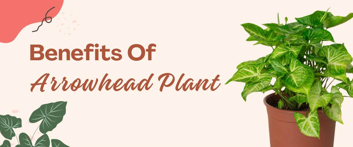 Benefits of Arrowhead Plants