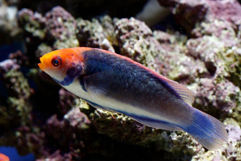 Solar Wrasse