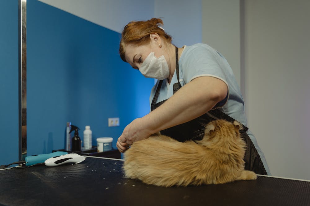 Grooming of Cat by a Professional Groomer