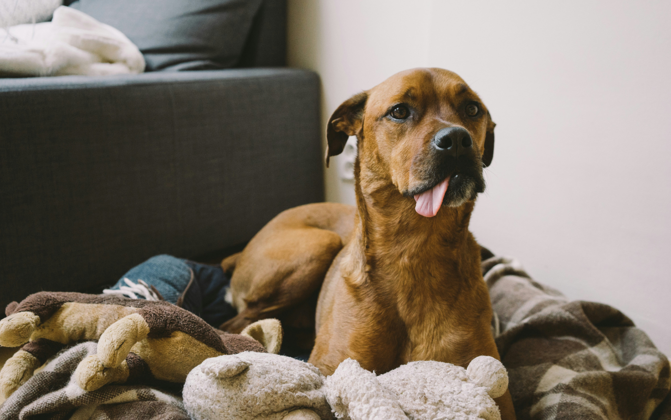 A dog lying on a bed with stuffed animalsDescription automatically generated