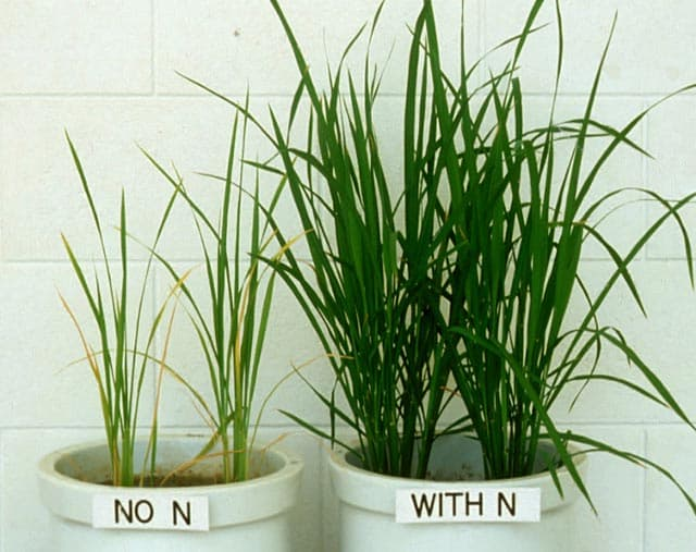 Importance of Nitrogen For Plant Growth