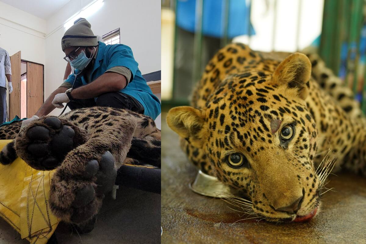 Pune Leopard Rescue Operation