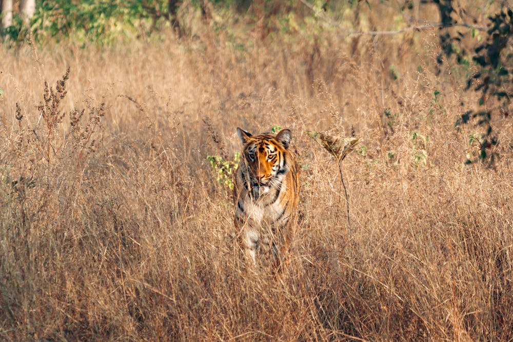 Tiger Walking Meadow
