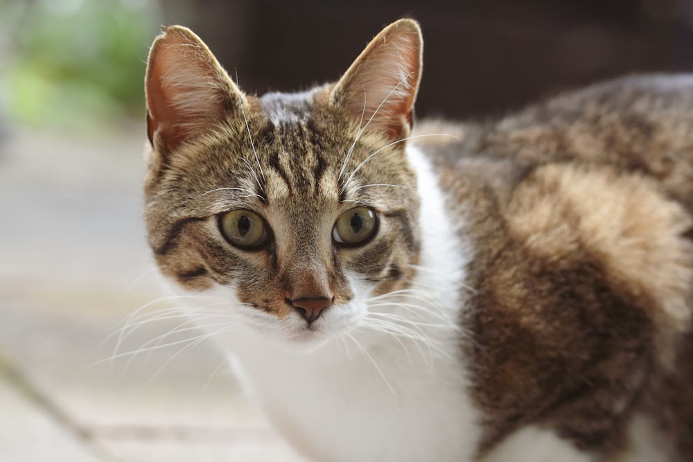 Close-up of a Domestic Cat Outdoors