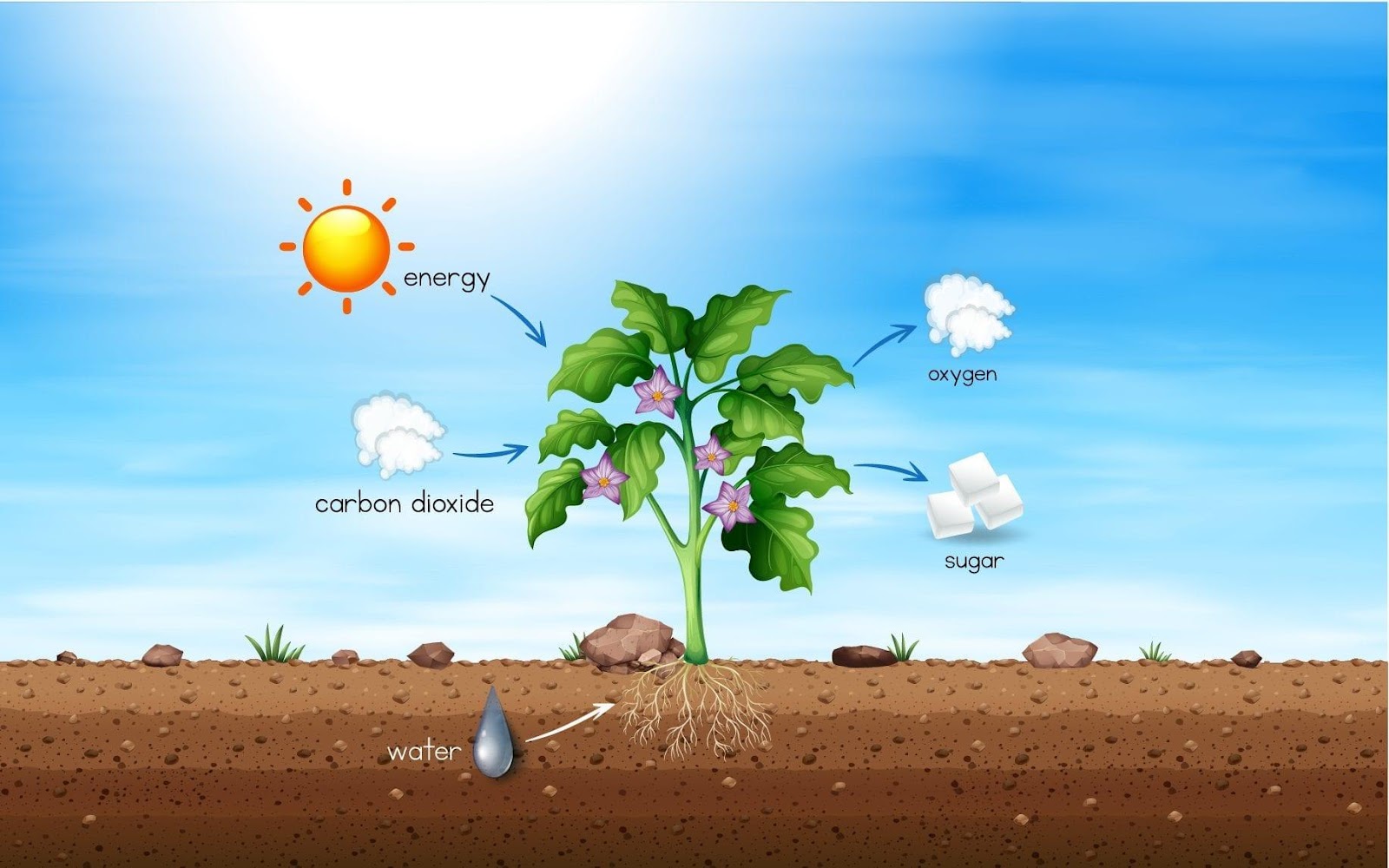 Respiration in Plants Class 11 Notes - Leverage Edu