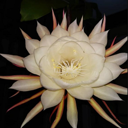 Brahma Kamal Flower