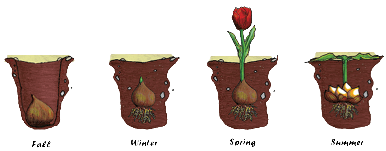 Right Time to Plant Tulip Bulbs