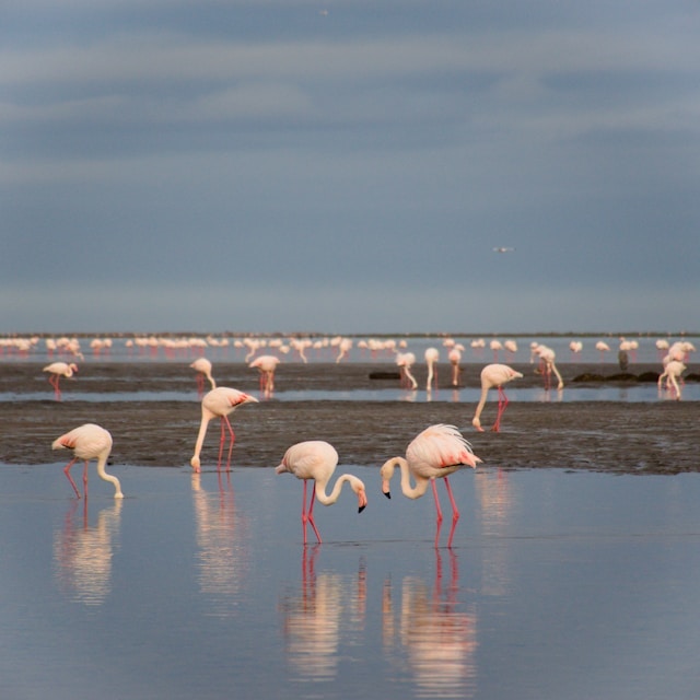 Walvis Bay 