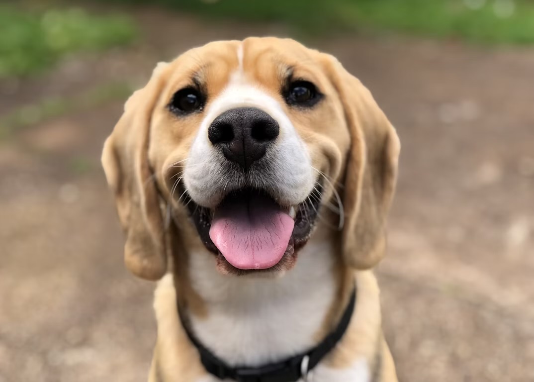笑っているビーグル犬