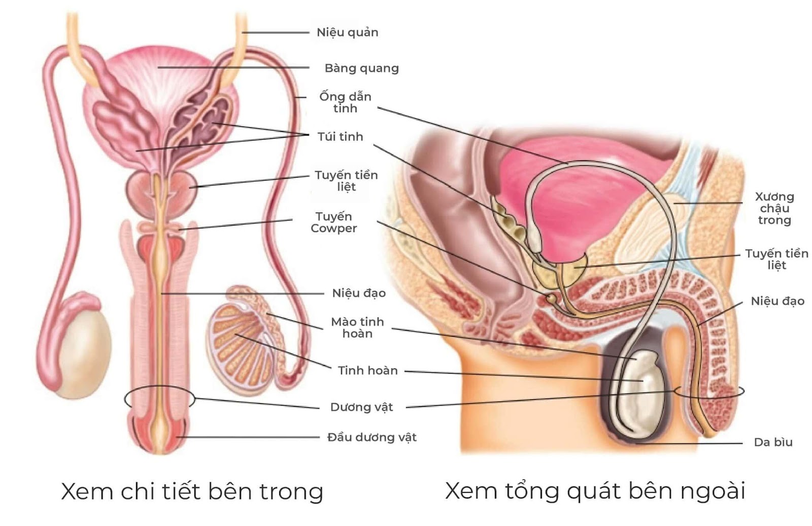 hình ảnh cấu tạo bộ phận sinh dục nam