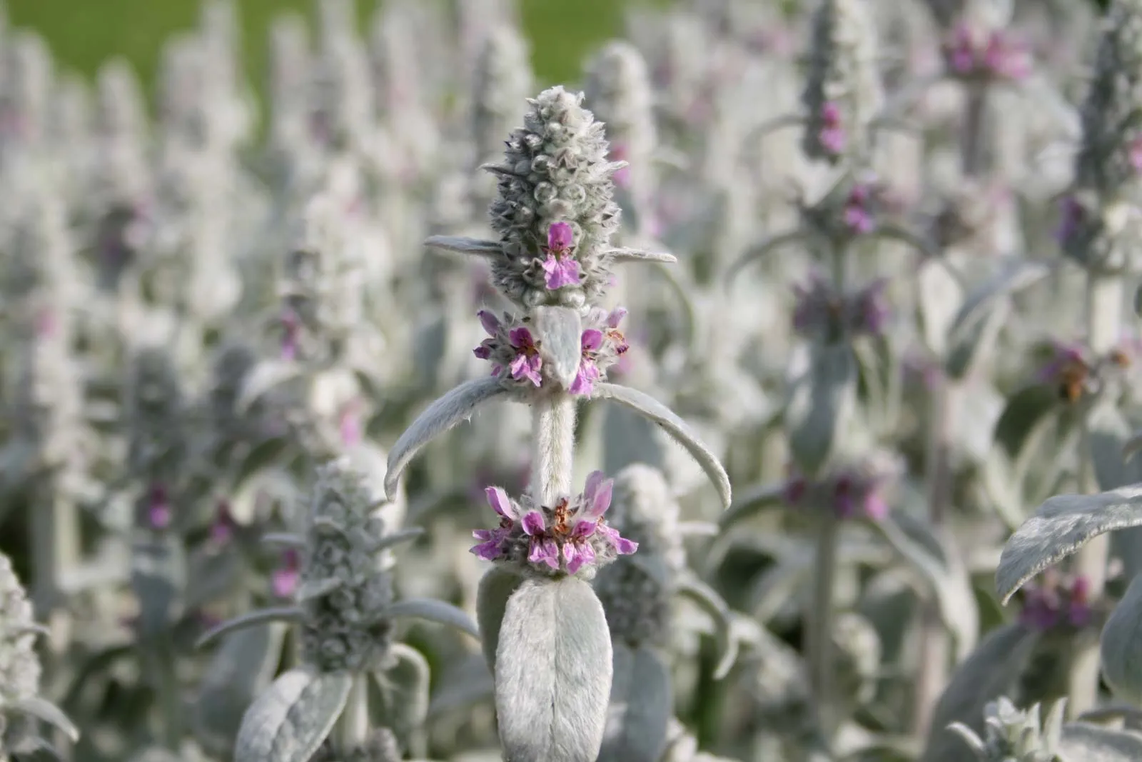 Botanical Description Lamb’s Ear (Stachys byzantina)