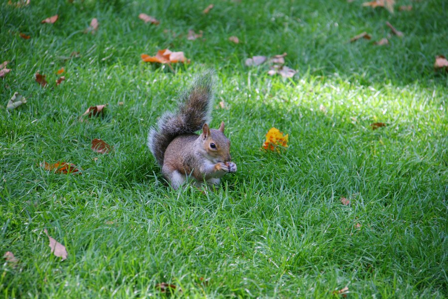 squirrel removal houston