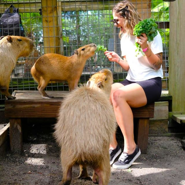 Woman feeding capbaras during a Wild Florida animal encounter.