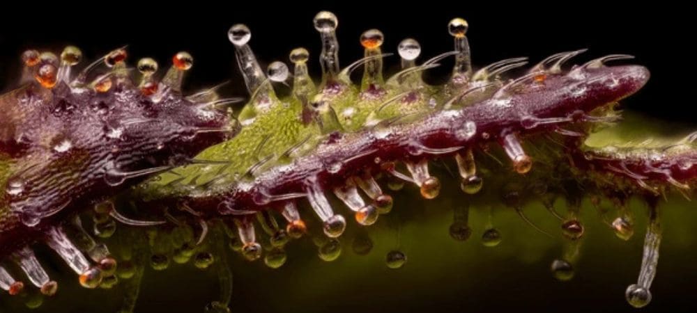 tricomi maturi di cannabis