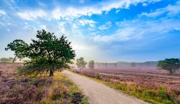 20 Nature Photos with Balanced Composition, visual balance, perfect frame, nature, forest, landscape, scenic layout, harmony in view