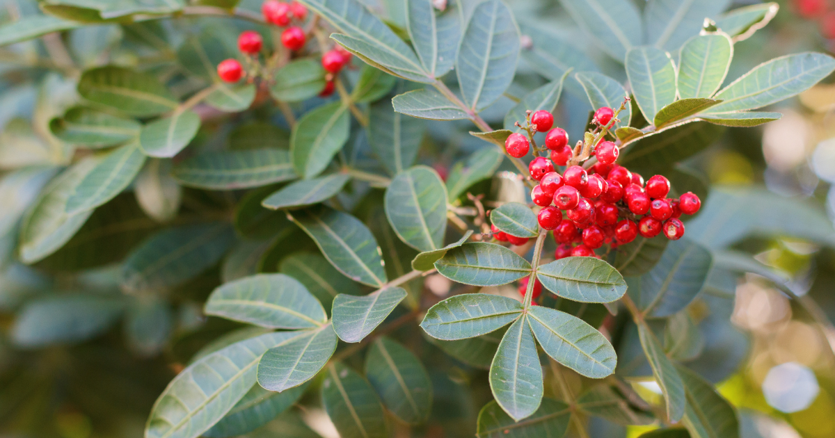 A Brazilian pepper tree, or schinus terebinthifolia, with glossy round red berries.