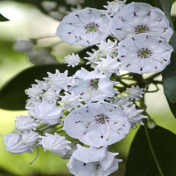 Mountain Laurel Flower