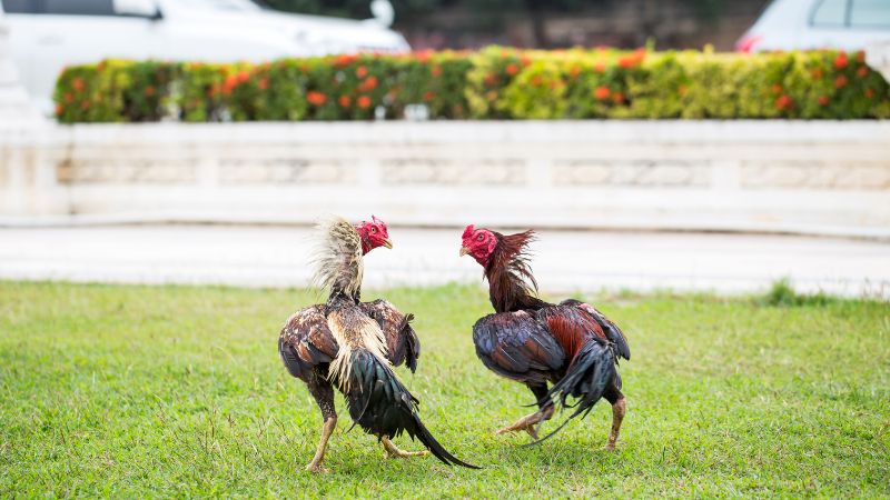 Trực tiếp từng trận đá gà Thomo tại 8KBET