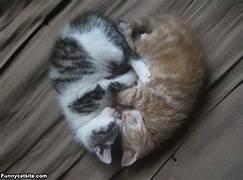 Two cats lying on a wood surface

Description automatically generated