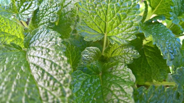 Free Leaf Plant photo and picture