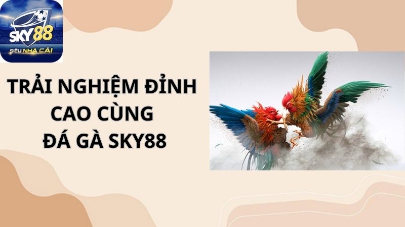 Trải nghiệm đỉnh cao cùng Đá Gà Sky88