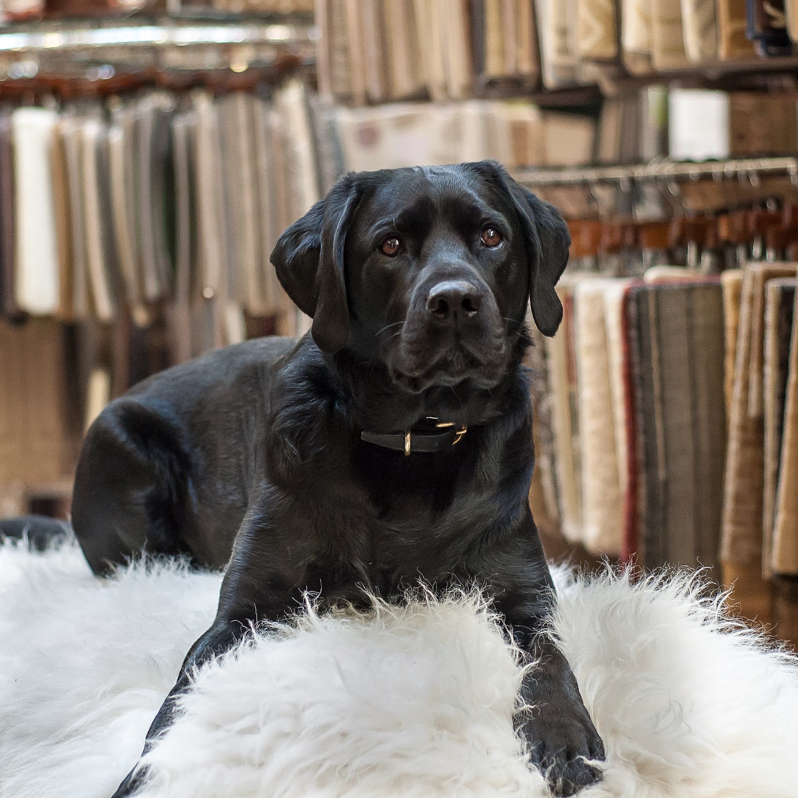 Pet-friendly carpet