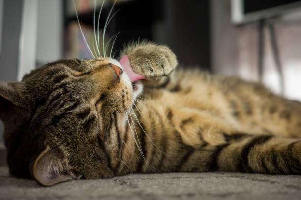 A cat licking its paw

Description automatically generated