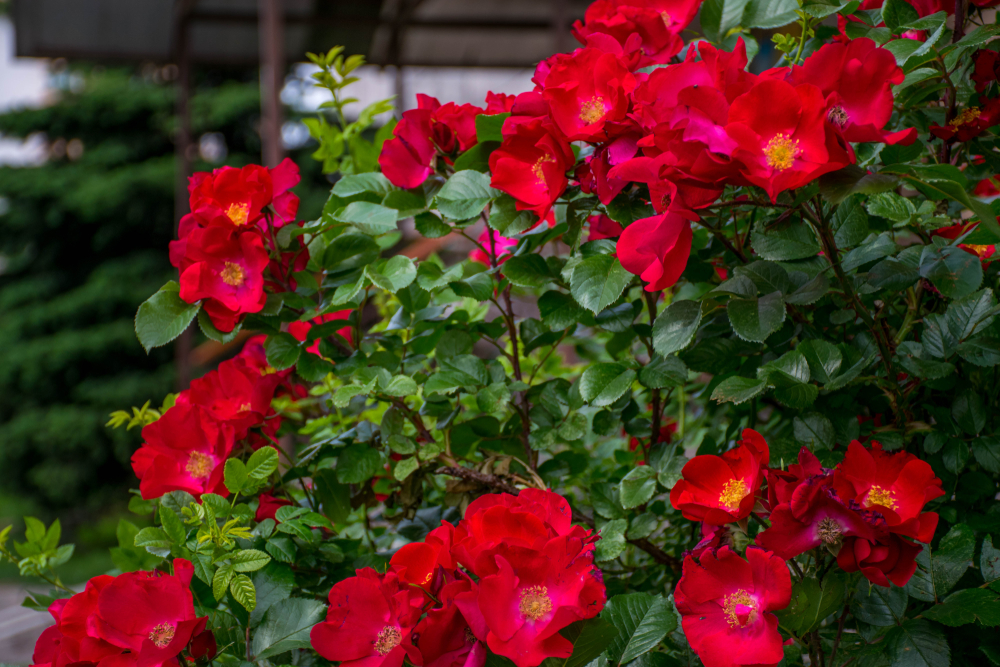 Hibiscus Flower at home