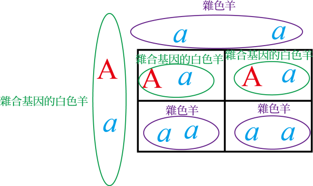 D:\和不流文章\片雲沛雨文章\完成稿\創世記分章圖檔\創世記第30章圖檔\孟德爾遺傳定律＿圖4.png