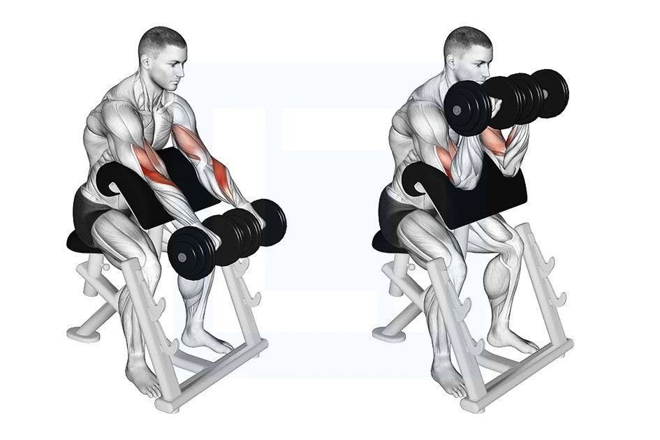 Dumbbell Preacher Curl