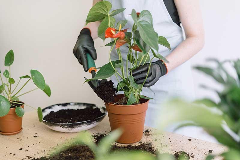 Preparing the Soil for Proper Growth