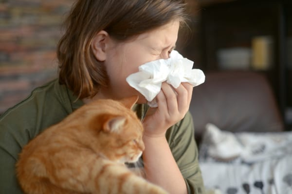 Lông mèo gây dị ứng không? Bí quyết chăm da nhạy cảm hiệu quả 6
