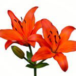 Orange Tiger Lily