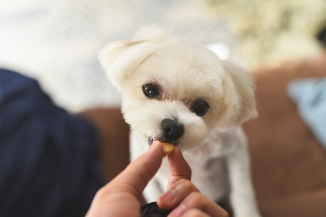 人からおやつをもらう白い犬