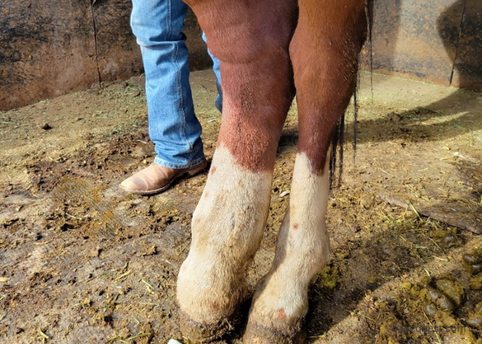 Cellulitis in Horses