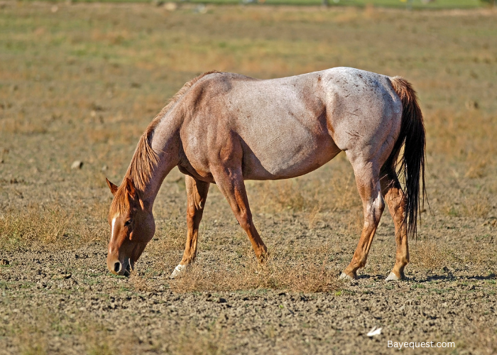 Strawberry Roan Horse